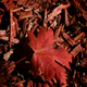 Illustration for article titled Shooting Challenge Fall Leaves Gallery 9